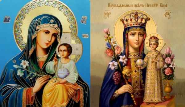 Икона Божьей Матери и молитвы ей 1488745277_ikona-bozhey-materi-neuvyadaemyy-cvet