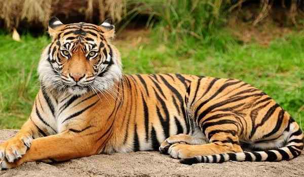 Сонник тигр: К чему снится тигр, чем опасен такой сон