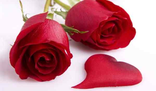 Приворот искренней любви на розе