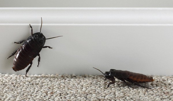 Сонник к чему снятся тараканы много в квартире thumbnail