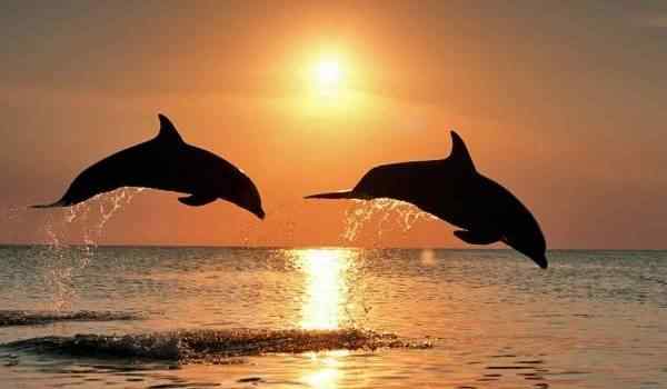 К чему снятся дельфины и другие животные в море