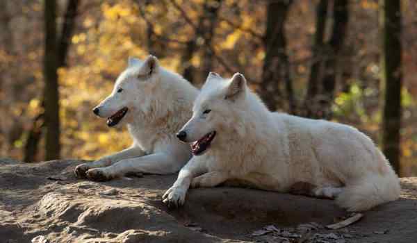 К чему снятся белые волки