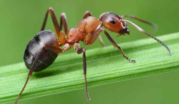 Толкование сна по окрасу и виду муравьев