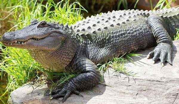 Крокодил напал на человека сонник. О чем предупреждает крокодил во сне