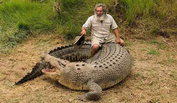 Толкование сна по действию с крокодилом