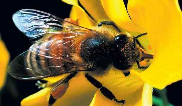 К чему снятся пчёлы