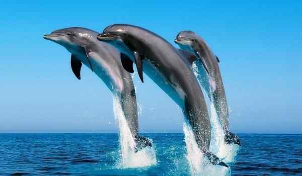 К чему снятся дельфины