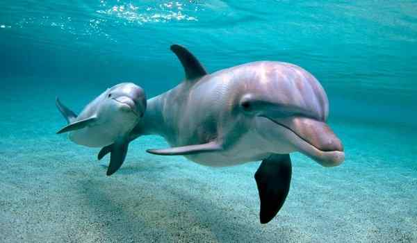 1519029515 wonderful dolphin family in water nice images
