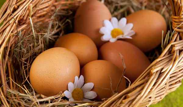 Куриные яйца во сне для женщины сонник