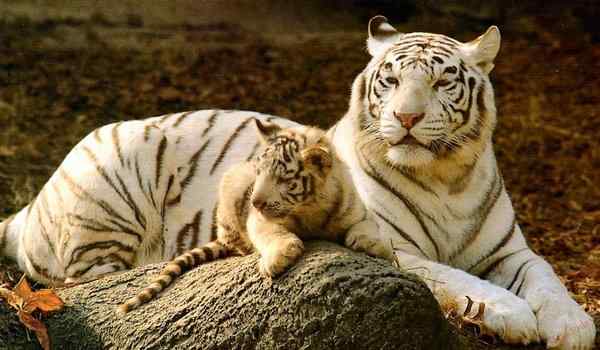 К чему снится тигр с тигренком