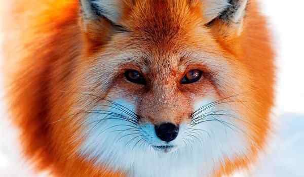 К чему снится лиса, которая хочет укусить? К чему снится лис рыжий? Что сон грядущий нам готовит: к чему снится лиса.