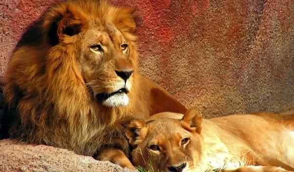 К чему снится лев и львица вместе
