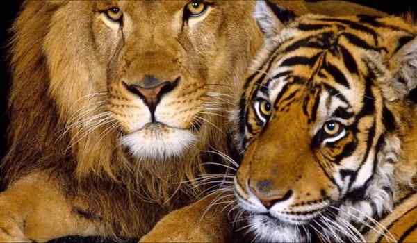 Тигр и лев во сне