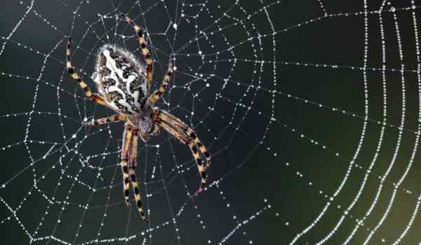 К чему снятся пауки и паутина