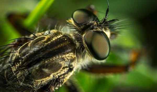 К чему снятся насекомые на теле человека сонник