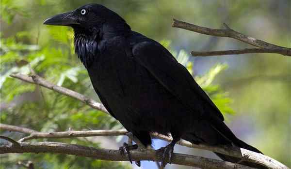 Сонник Большая черная ворона: к чему снятся Большие черные вороны