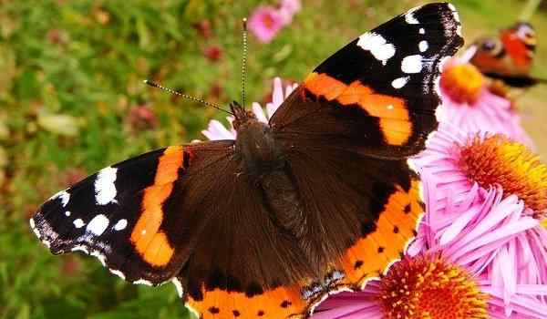 Видеть во сне много бабочек цветных красивых. К чему снятся бабочки цветные, красивые – сонник