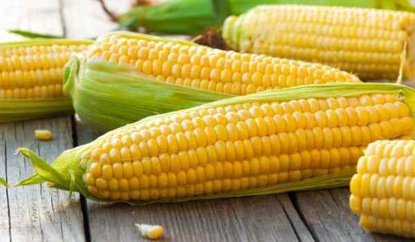 К чему снится кукуруза