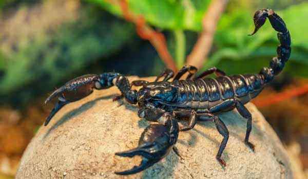 1552473017 k chemu snitsja skorpion