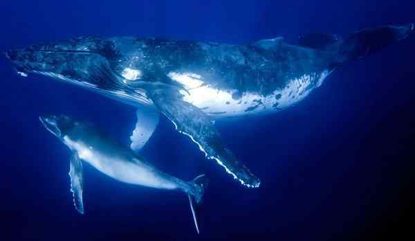 К чему снится кит