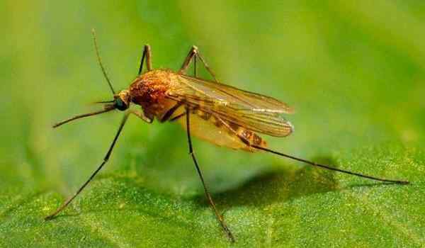 К чему снятся комары