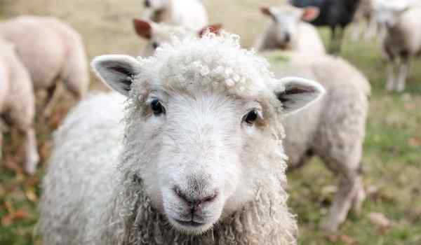 К чему снятся овцы