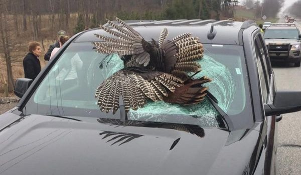 Сбить птицу на машине — примета