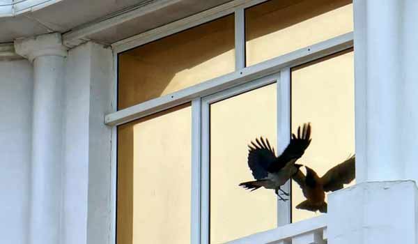 Птица стучит в окно