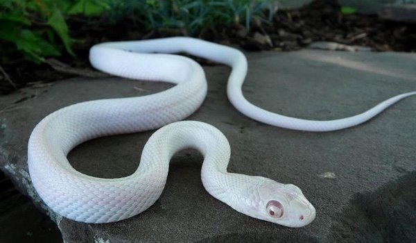 Белая змея снится