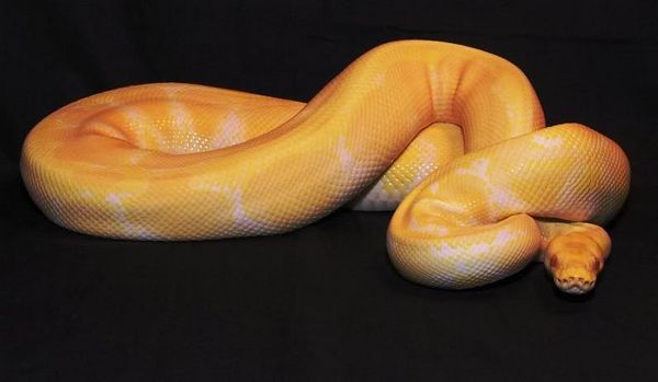 Большая желтая змея во сне