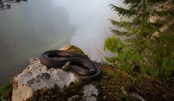 Черная змея на камне во сне