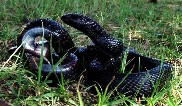 Черная змея по соннику Ванги