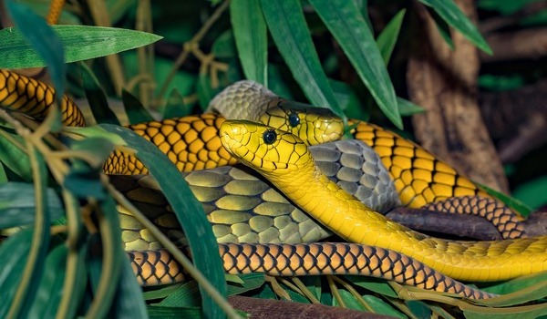 Желтая змея во сне