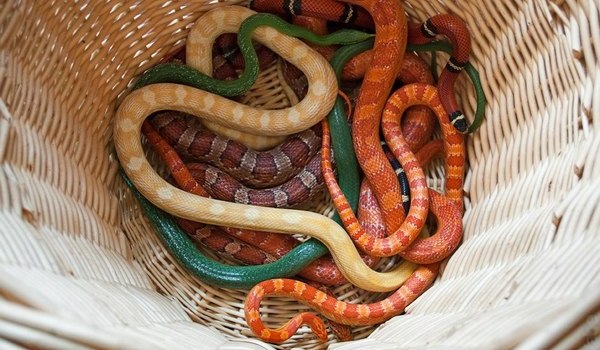 Много разноцветных змей во сне