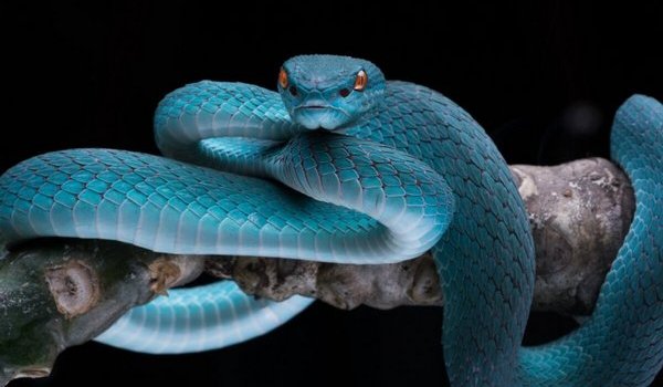 Синяя змея во сне