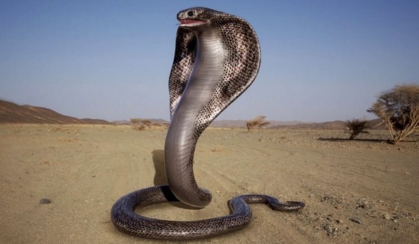 снится змея огромных размеров