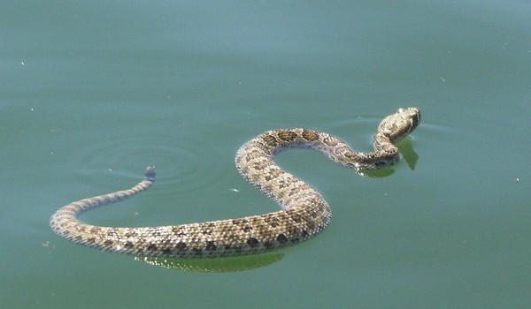 Снятся змеи в воде