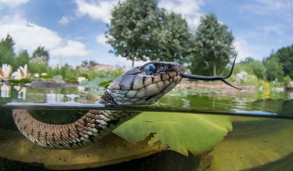 Сонник змея в воде