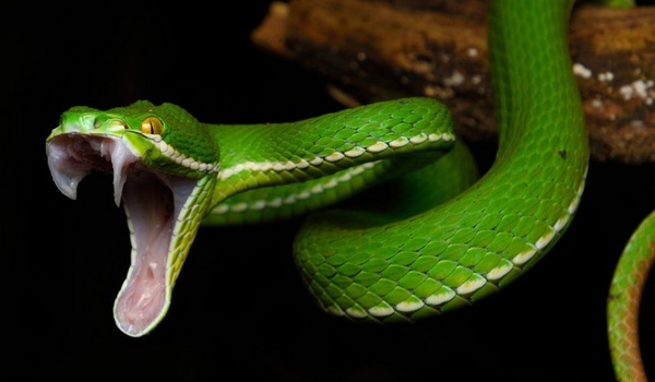 укус зеленой змеи во сне