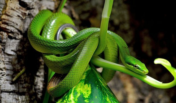 Увидеть во сне зеленую змею