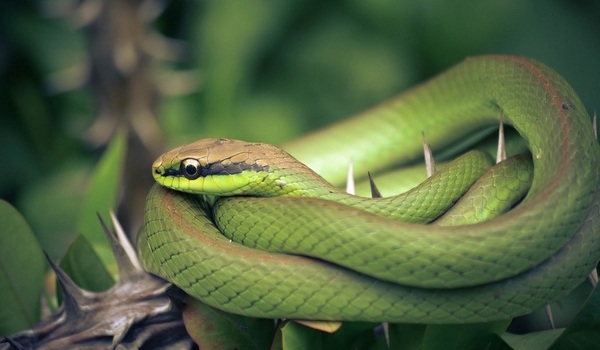 Зеленая змея - толкование Ванги