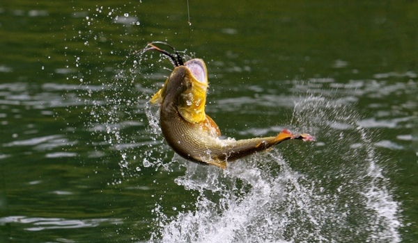 Ловить рыбу по соннику