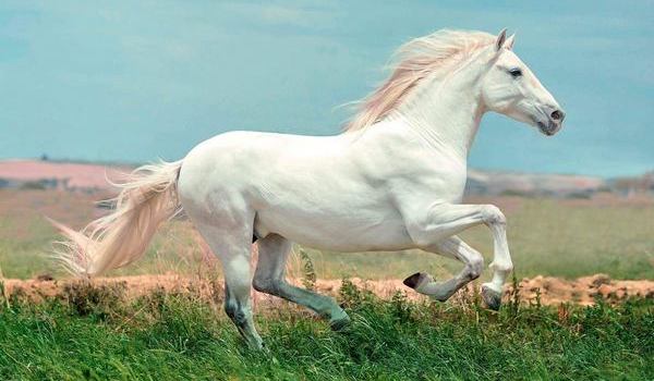 К чему снится белая лошадь